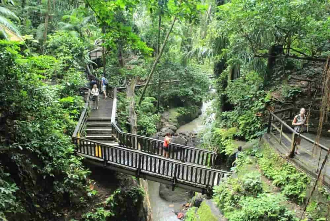 Tidak Selalu Pantai, Ini Dia Wisata Hutan Bali Yang Wajib Kamu Kunjungi!