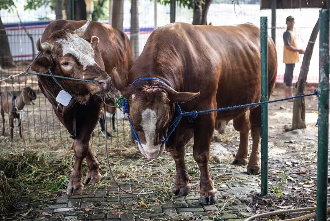 Idul Adha Di Tengah Pandemi, Ketahui Panduan Penyembelihan Hewan Kurban