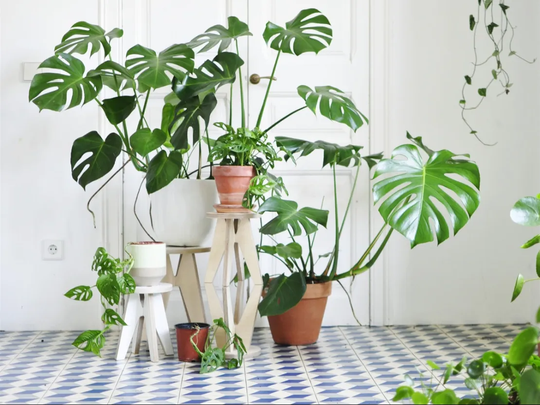 Hobi Berkebun, Yuk Kenali Tanaman Monstera yang Berdaun Unik!