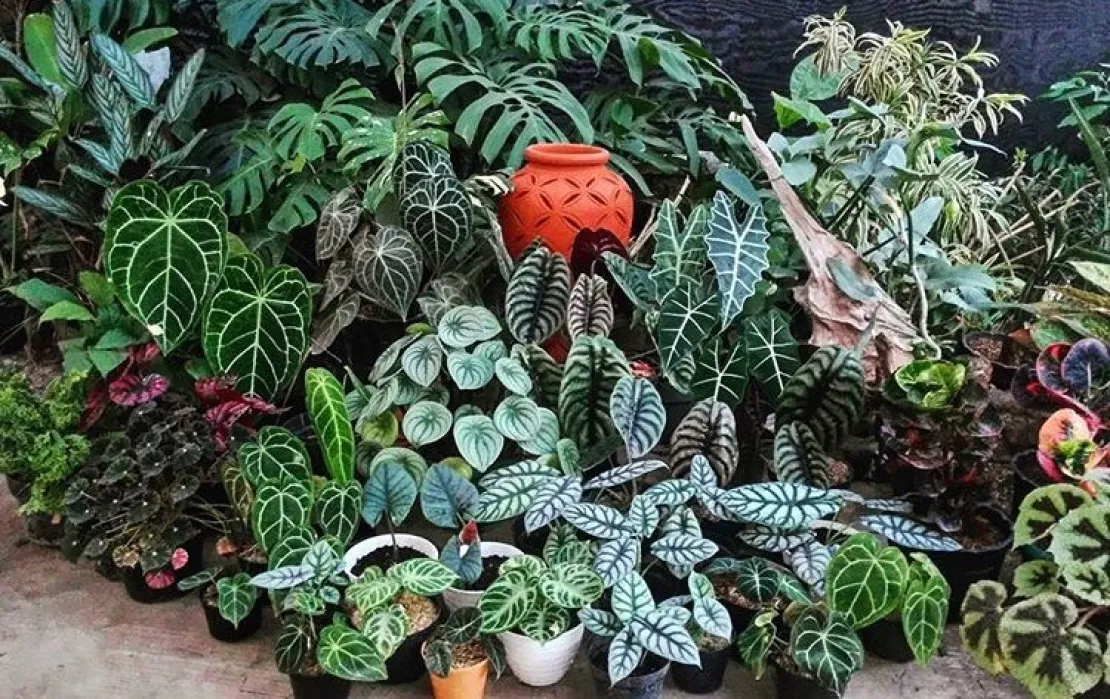 Hobi Berkebun? Ini 5 Tanaman Hias Outdoor Cantik dan Estetik