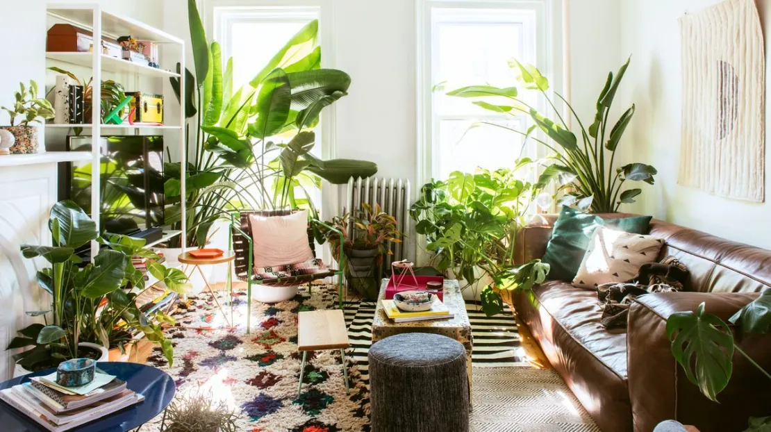 Berkebun Di Rumah, Terapkan Tips Menata Tanaman Hias Berikut Ini!