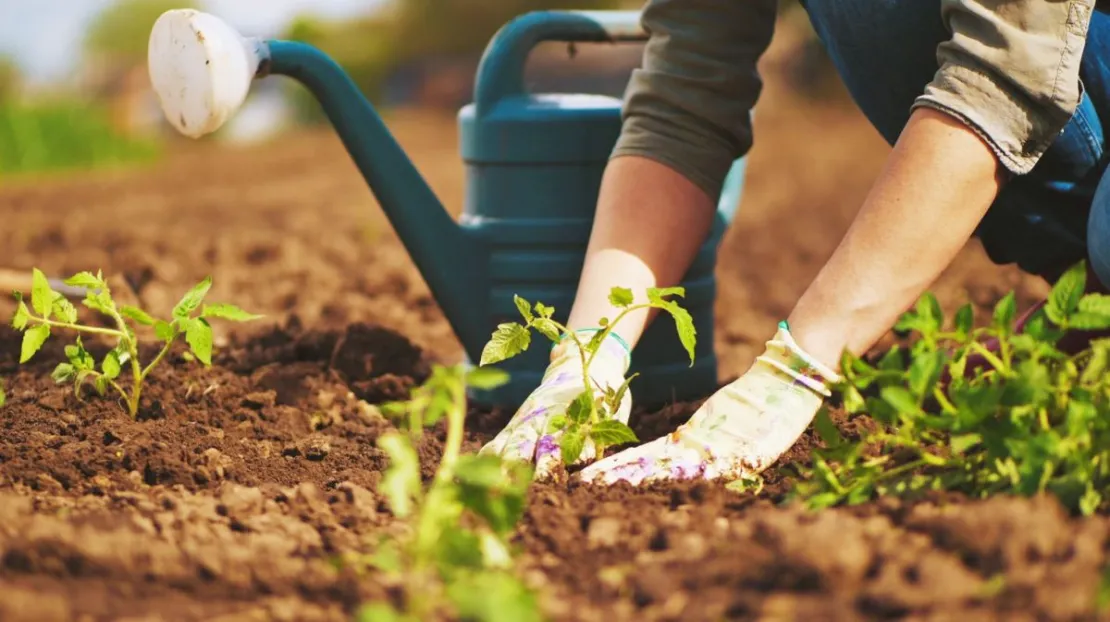 Berkebun? Kenali 5 Media Tanam Hidroponik Paling Efektif