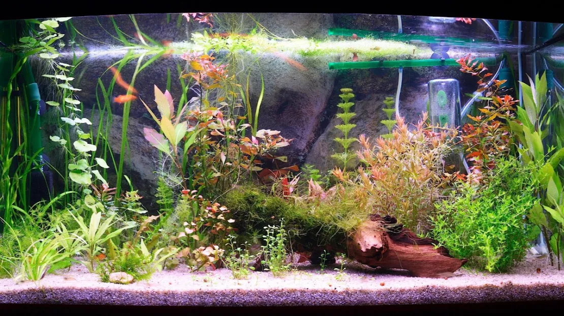 Biar Makin Cantik, Yuk Lengkapi Aquarium di Rumah Dengan Tanaman Ini