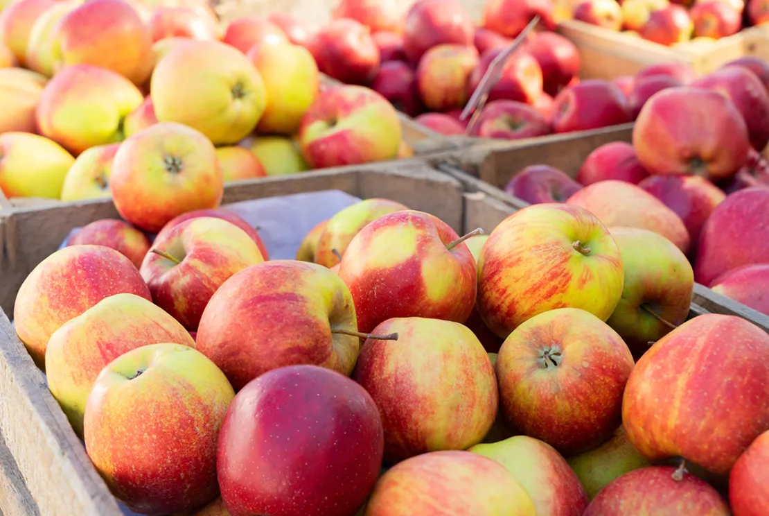 5 Buah Super yang Perlu Dikonsumsi Secara Rutin, Apa Saja?