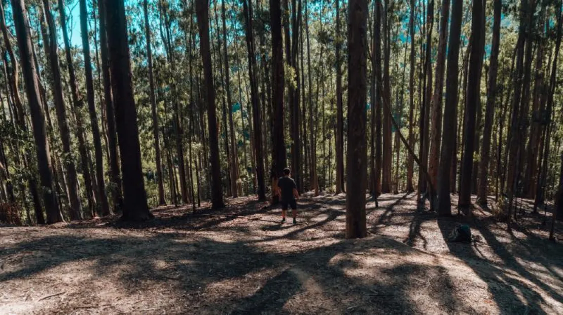 Spot Wisata Hutan Pinus Paling Keren di Indonesia & Tipsnya