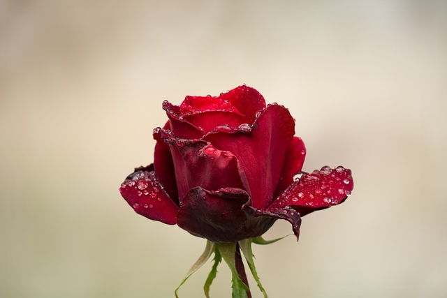 3 Manfaat dari Bunga Mawar yang Baik untuk Tubuh Kamu!