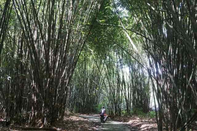 Tidak Selalu Pantai, Ini Dia Wisata Hutan Bali Yang Wajib Kamu Kunjungi!