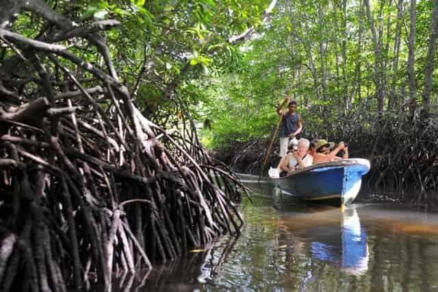 Tidak Selalu Pantai, Ini Dia Wisata Hutan Bali Yang Wajib