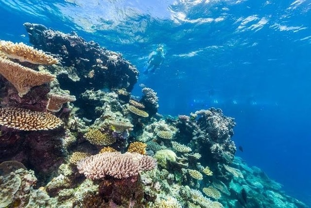 Berikut Ini Tips Snorkeling Untuk Kamu yang Masih Pemula!