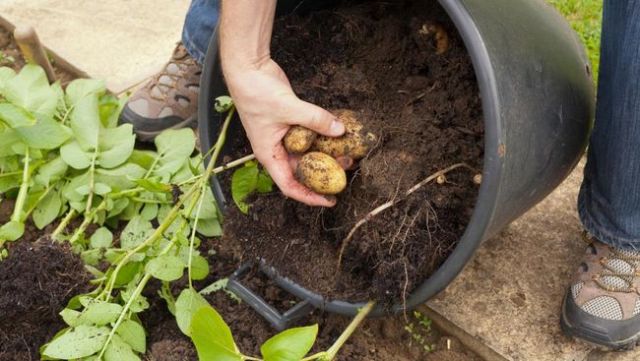 Tanam Sayuran Di Rumah, 5 Jenis Ini Bisa Cepat Panen!