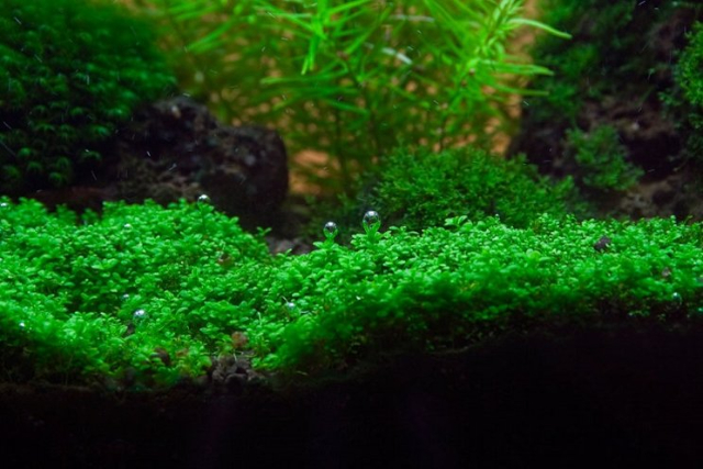 Biar Makin Cantik, Yuk Lengkapi Aquarium di Rumah Dengan Tanaman Ini