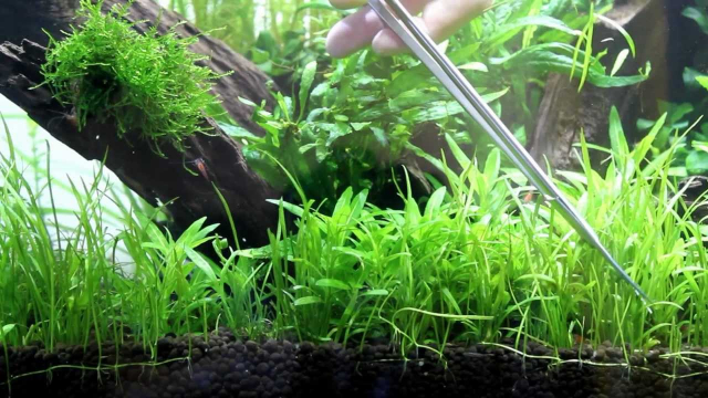 Biar Makin Cantik, Yuk Lengkapi Aquarium di Rumah Dengan Tanaman Ini
