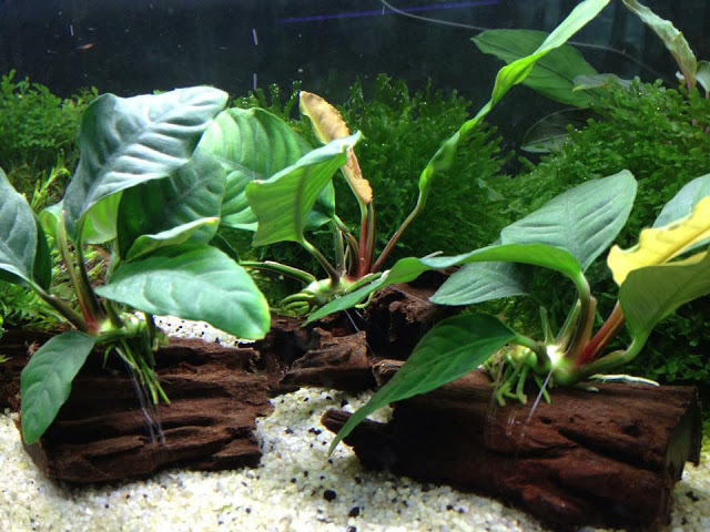 Biar Makin Cantik, Yuk Lengkapi Aquarium di Rumah Dengan Tanaman Ini