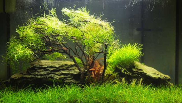 Biar Makin Cantik, Yuk Lengkapi Aquarium di Rumah Dengan Tanaman Ini